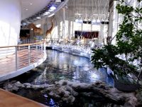 ISAPS International Society of Aesthetic Plastic Surgery Opening & Closing Ceremonies