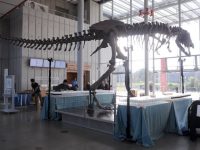 ISAPS International Society of Aesthetic Plastic Surgery Opening & Closing Ceremonies